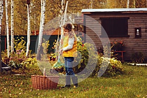 Happy child girl playing little gardener in autumn and picking leaves into basket. Seasonal garden work.