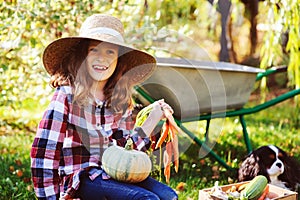 Happy child girl with spaniel dog playing little farmer in autumn garden and picking vegetable harvest