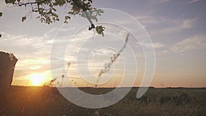 Happy child girl on swing at golden summer sunset. Silhouette of a young teenager girl swinging on the lone tree at