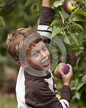 Happy child picking apples