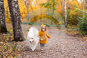 Happy child playing with a big white Samoyed dog in the autumn forest. A little girl runs with a dog in the park against