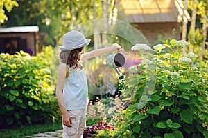 Happy child playing little gardener and watering hydrangea bush in sunny summer garden