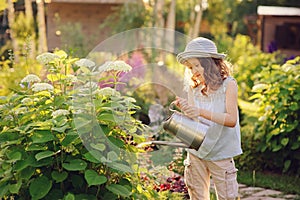 Happy child playing little gardener and watering hydrangea bush in sunny summer garden