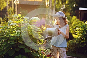 Happy child playing little gardener and watering hydrangea bush in sunny summer garden