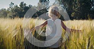 Happy child walk through wheat field ant touch cereals harvest on vacations