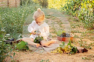 Happy childhood in village at summer grapes harvest. Little baby girl picks grapes harvest at sunset. Portrait of a beautiful