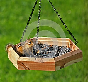 Happy Chipmunk in Birdfeeder