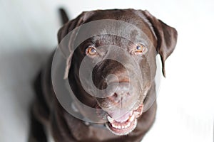 Happy chocolate labrador dog looking up and stare with a beautiful brown eyes