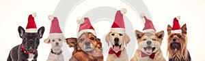 Happy christmas dogs in a line wearing santa hats