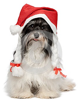 Happy Christmas havanese dog