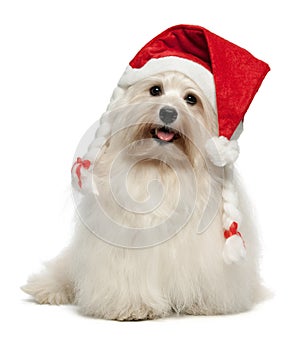 Happy Christmas havanese dog