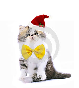 Happy christmas kitten