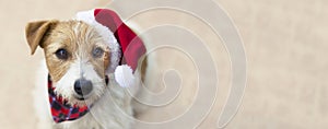 Happy christmas pet dog with santa hat, web banner with copy space
