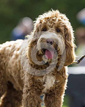 Happy Cockapoo Dog