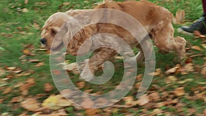 Happy cocker spaniel running on falling foliage in autumn park. Cute dog running on lawn at walk together female owner