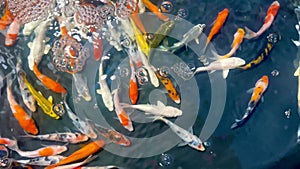 Happy colorful Japanese\'s koi fish in healthy pond during sunny summer day