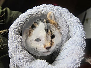 Happy / content short hair calico cat resting cozy in a towel