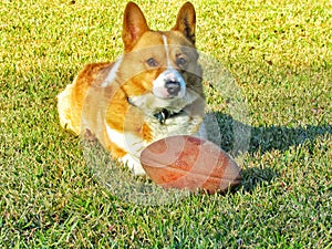 Happy corgi dog playing with ball