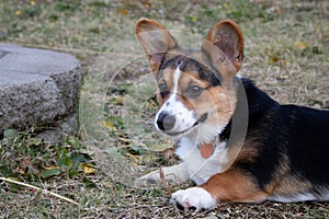 Happy Corgi Puppy laying down