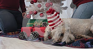 Happy couple with dog, all in Christmas clothes sitting near Christmas tree