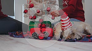 Happy couple with dog, all in Christmas clothes sitting near Christmas tree