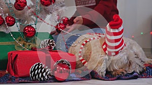 Happy couple with dog, all in Christmas clothes sitting near Christmas tree