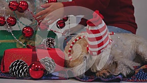 Happy couple with dog, all in Christmas clothes sitting near Christmas tree