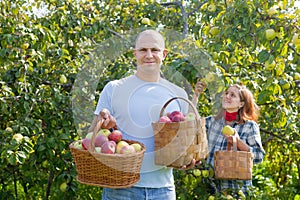 Happy couple picks apples