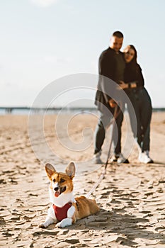 Happy couple walking in beach with dog. Woman and man standing on sand