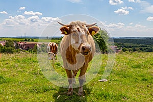 Happy cow