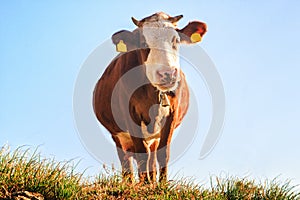 Happy cow