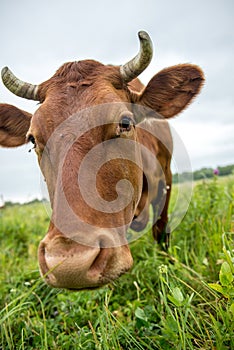 A brown cow eats grass in a meadow in spring.