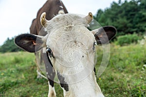 A brown cow eats grass in a meadow in spring.
