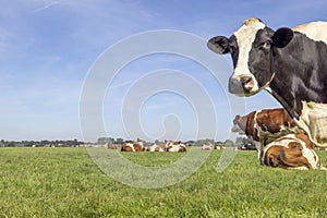Happy cow in front of landscape, green grass in field and blue sky