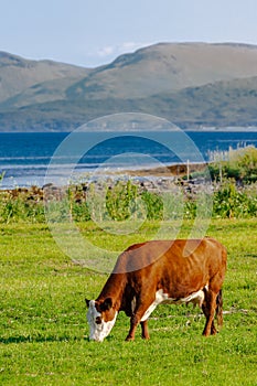 Happy cow grazing in norwegian meadows