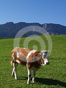 Happy cow on green grass