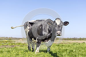 Happy cow in tall grass field, swinging tail, green pasture and blue sky