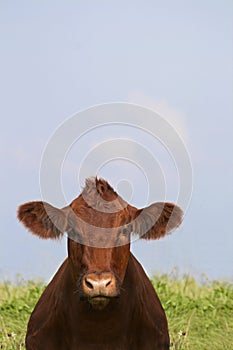 Happy cow is watching you