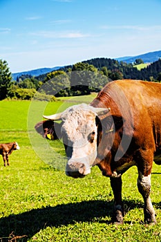 Happy cows on alpine meadow