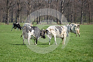 Happy cows bumping heads in a friendly way