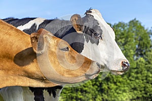 Happy cows cuddling heads side by side, tender portrait of two cow lovingly together, playful, black and white and brown