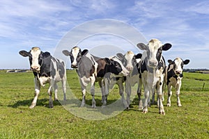 Happy cows in a field together, black and white, a blue sky