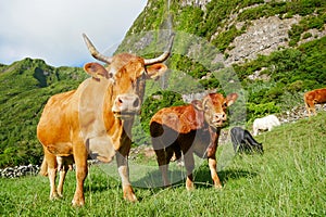 Happy cows at the grassland, Flores island, Azores archipelago