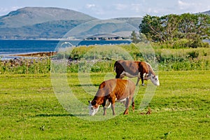 Happy cows grazing in norwegian meadows