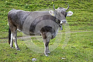 Happy cows on green fresh fields at the Zuerser See