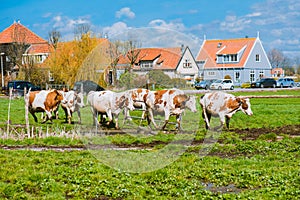 Happy cows jumping