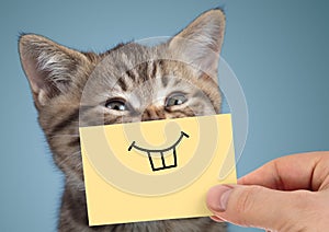 Happy crazy cat portrait with funny smile on blue background