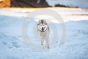 Happy and crazy Siberian husky dog is running on the snow on the frozen Okhotsk Sea in winter