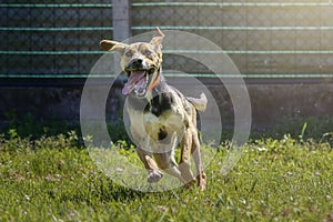 Happy crazy mongrel dog running in the meadow