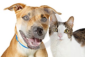 Happy Crossbreed Cat and Dog Together